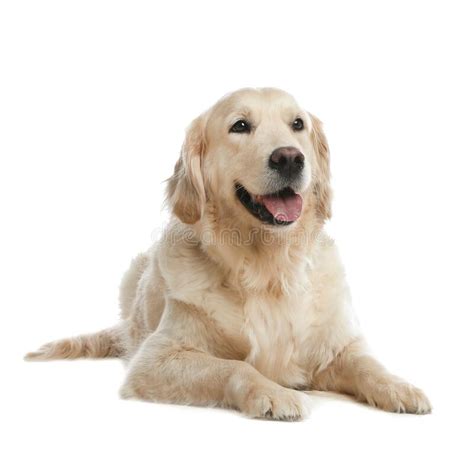 Lindo Perro Recuperador De Oro Con Fondo Blanco Imagen De Archivo