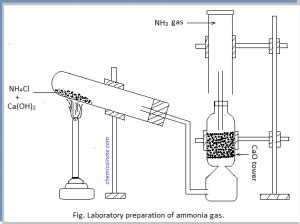 Describe The Laboratory Preparation Of Ammonia Gas With A Labelled