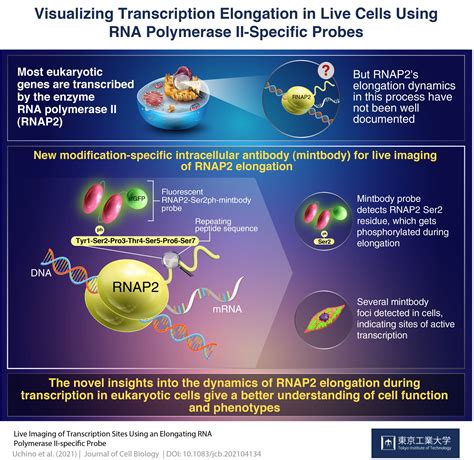 Live Imaging Of Transcription Using Active Rna Polymerase Ii Specific Probes