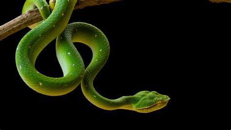 Snake Kinetics: How Snakes Move