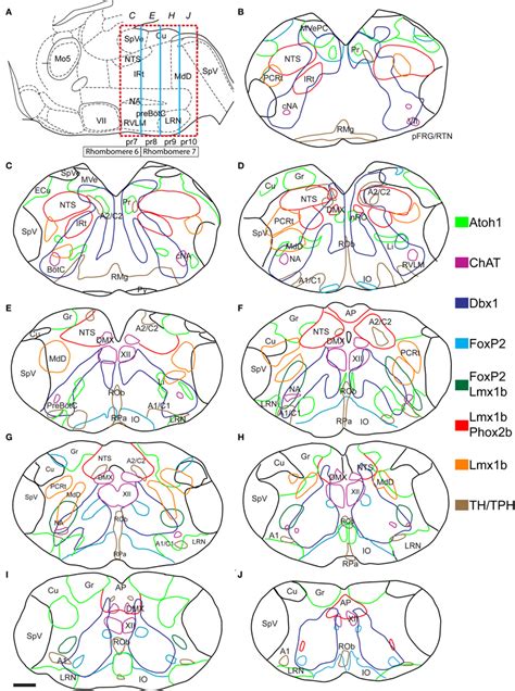 Frontiers Transcription Factors Define The Neuroanatomical