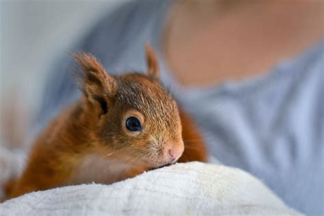 Having An Adorable Pet Squirrel: 9 Essential Things To Consider | The ...