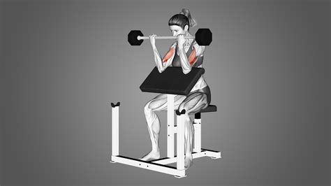 Preacher Curls Benefits Muscles Worked And More Inspire Us