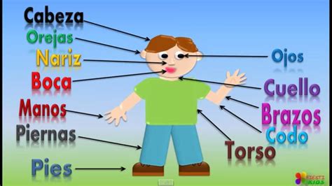 Partes Del Cuerpo En Espanol