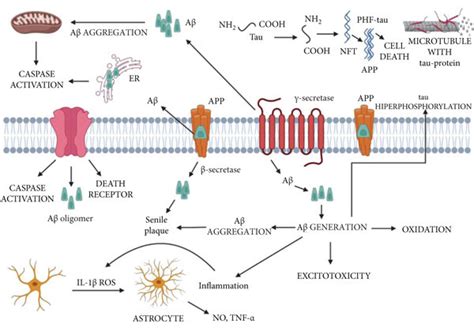 Amyloid Cascade In Alzheimers Disease Ad Er Endoplasmic Reticulum