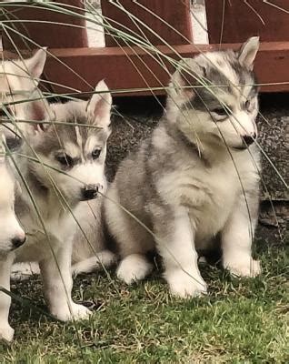 Siberian Husky Puppies For Sale UKPets