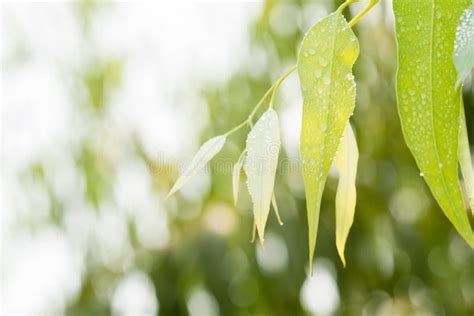 Eucalyptus leaves stock image. Image of leaves, foliage - 111991497