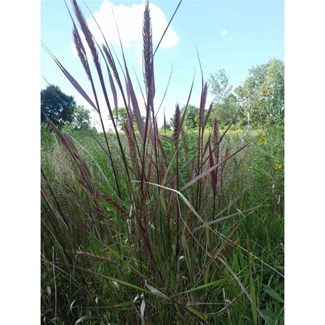 Elymus Virginicus Virginia Wild Rye Buy Native Plants Native Shrubs Native Trees And