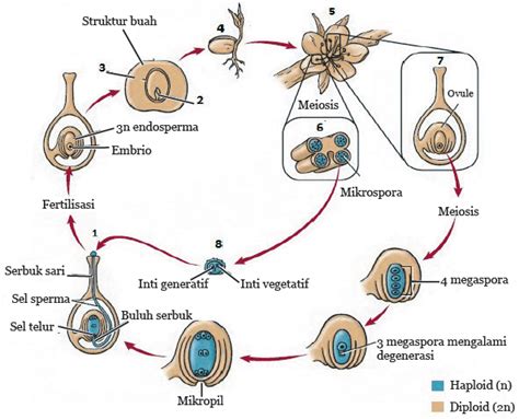 Perkembangbiakan Pada Tumbuhan Angiospermae Materi Ipa Kelas 9
