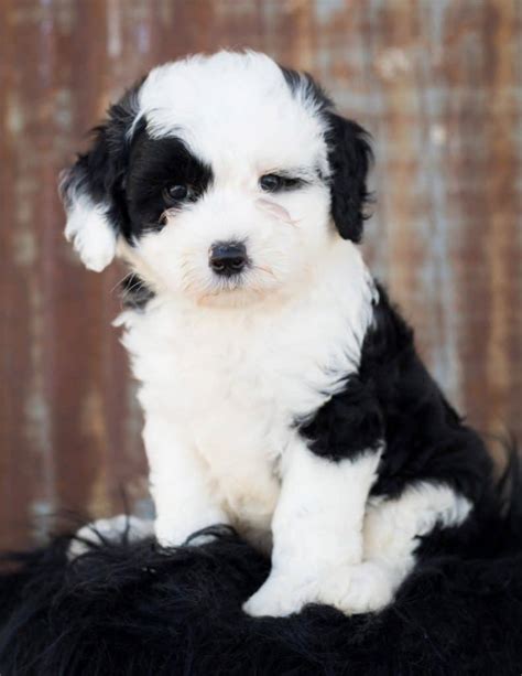 The German Shepherd Poodle Mix aka the Shepadoodle - Dogable