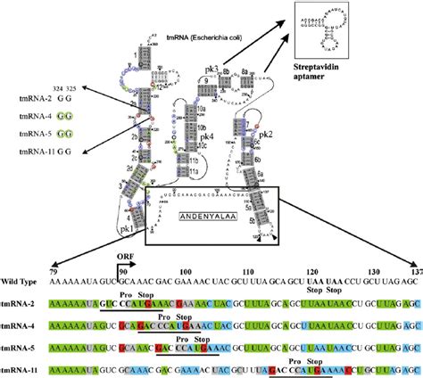 protection pattern  tmrna  ribosomal complexes  secondary
