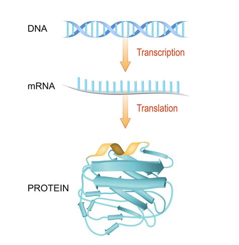 How mRNA and DNA vaccines could soon treat cancers, HIV, autoimmune ...