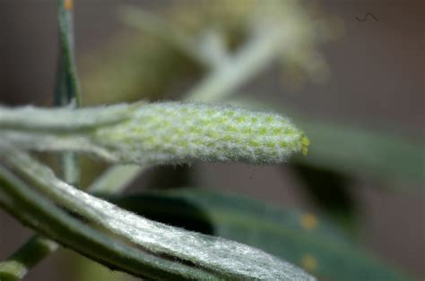 Salix exigua (Salicaceae) image 11743 at