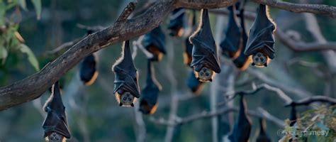 Flying-foxes – Bat Conservation and Rescue QLD Inc