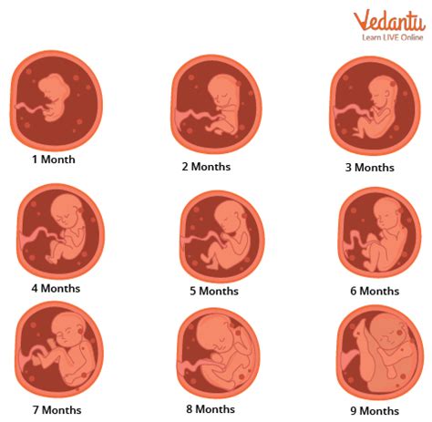 Gestation Period In Humans Learn Definition Properties And Facts