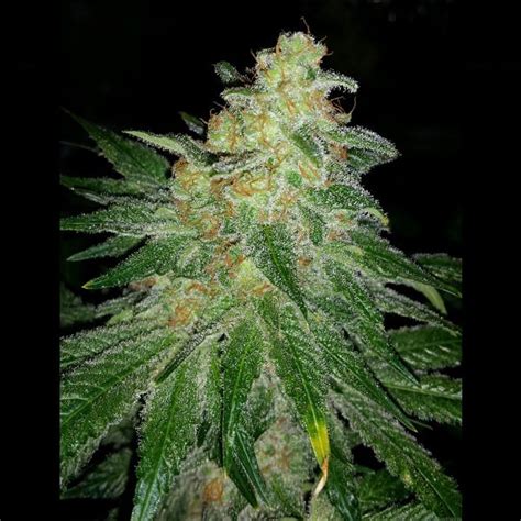 Pineapple Kush Strain Review | Cannabis Copywriter