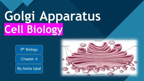 Golgi Apparatus Class Youtube