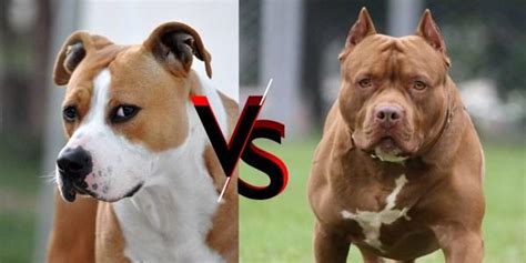 American Staffordshire Terrier Vs Pitbull Breed Guide