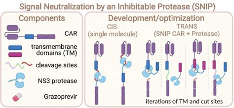 Nature And Cell文献解析：揭示car T开发新思路生物器材网