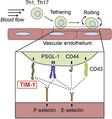 Tim Glycoprotein Binds The Adhesion Receptor P Selectin And Mediates