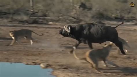 Safari Live Small Cubs Join Mohawk Nkuhuma Pride On Buffalo Hunt