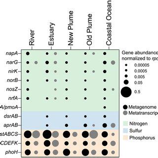 Abundance And Expression Of Key Genes Involved In Nitrogen Sulfur And