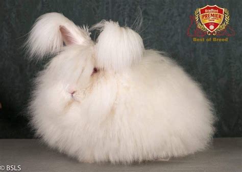 Beginners Guide To Showing Angora Rabbits Uk National Angora Rabbit Club