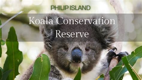 Koala Conservation Reserve Philip Island Australia