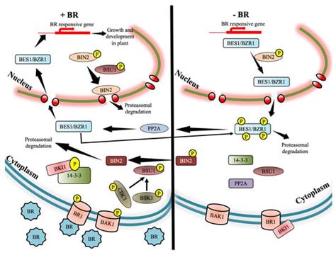 Ijms Free Full Text Abiotic Stress Tolerance In Plants