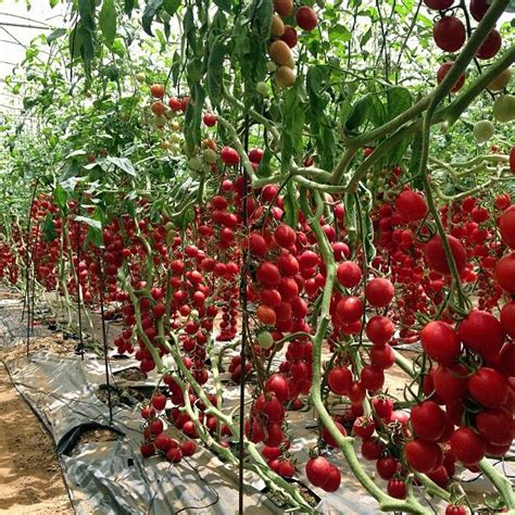 1000+ images about Harvesting Tomatoes on Pinterest | Antique photos ...