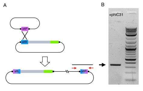 Phi C Integrase Is Capable To Recombine Two Plasmids In Vivo A