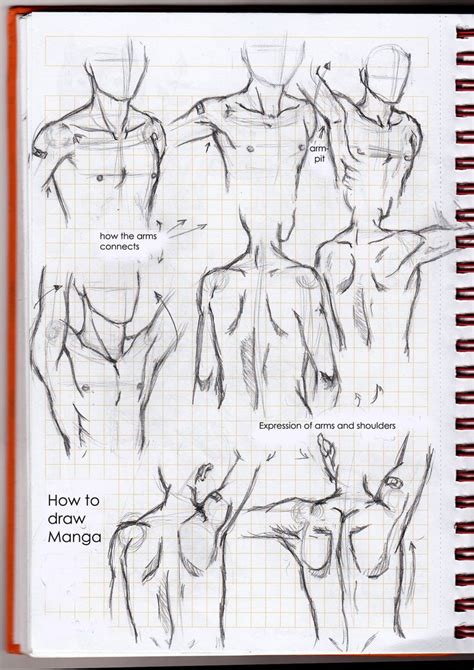 How To Draw The Neck And Shoulders