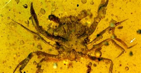 Researchers Discover 100 Million Year Old Crab Trapped Inside Amber