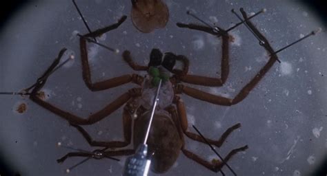 Arachnophobia 1990