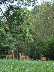 File Odocoileus Virginianus Adult Female And Fawns Wikimedia