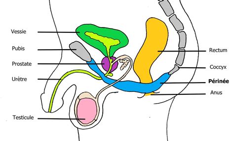 Le périnée chez l homme Domptez votre périnée