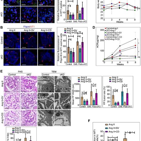 Generation Of Podocyte Specific Sirt Knockout Mice A Schematic