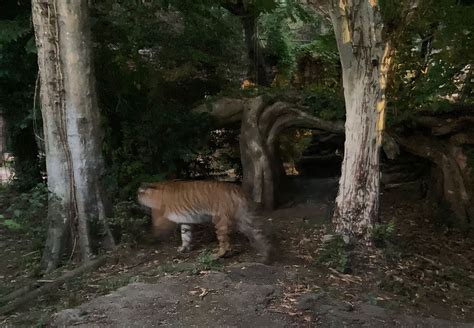 【上野動物園 】2023年スマトラトラの赤ちゃん誕生！｜名前と性別は？（2024年3月最新情報） 東京下町お出かけブログ