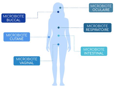 Microbiotes Caract Ristiques Et Fonctions Biologiques Nutrixeal Info