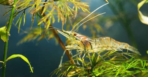 Shrimp - A-Z Animals