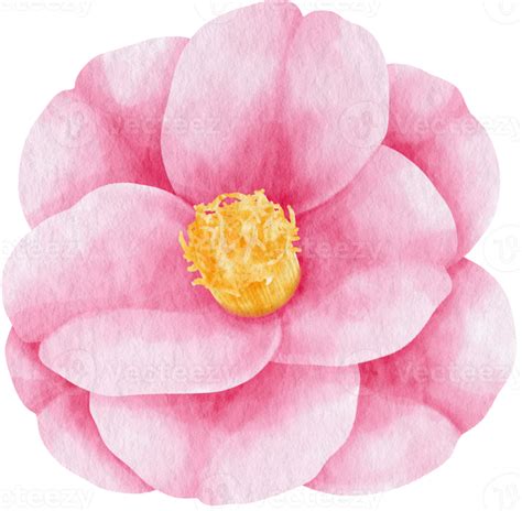 Pink Camellia Flower Watercolor Style For Decorative Element 9786017 Png