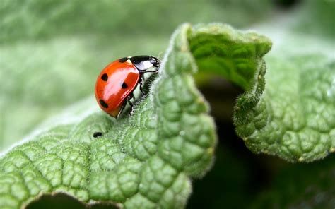 Wallpaper Leaves Nature Grass Insect Green Beetle Flower