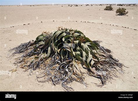 2000 Year Old Welwitschia Plantnamib Desertwelwitschia Mirabilismost