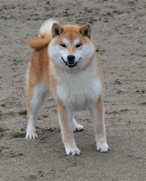 How Much Are Shiba Inus In Japan