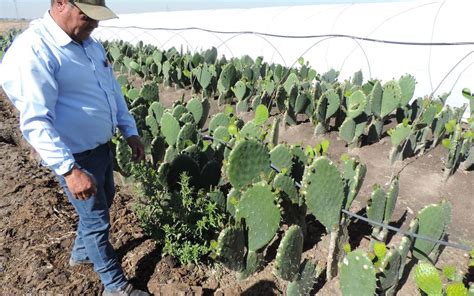 Seguirá lloviendo para bien del campo y ganado Investigador