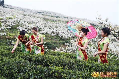 四川美女采茶忙 谁是你最青睐的采茶女四川文化网—四川文化网门户网站