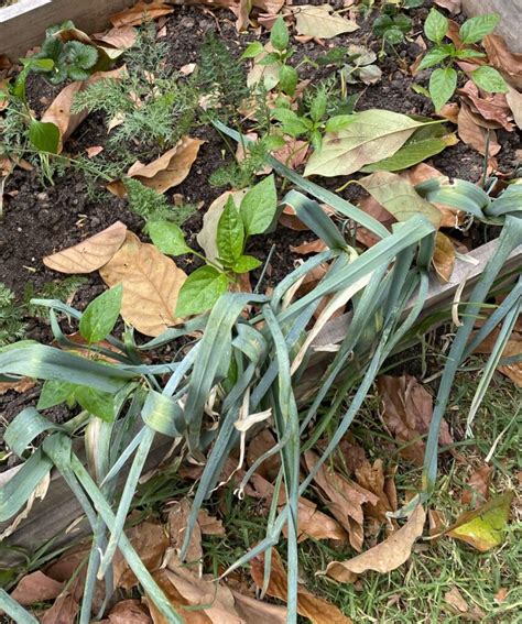 Queres Cultivar Ajos en Casa Guía Paso a Paso En la Huerta