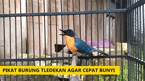 Suara Sulingan Gunung Jantan GACOR Pancingan Burung Tledekan Bakau