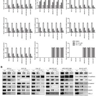 B Shows The Expression Of Key Proteins In Hnscc Cells In Steady State