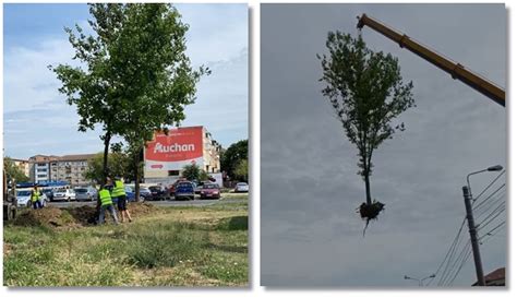 Operatiune Spectaculoasa La Timisoara Zeci De Copaci Sunt